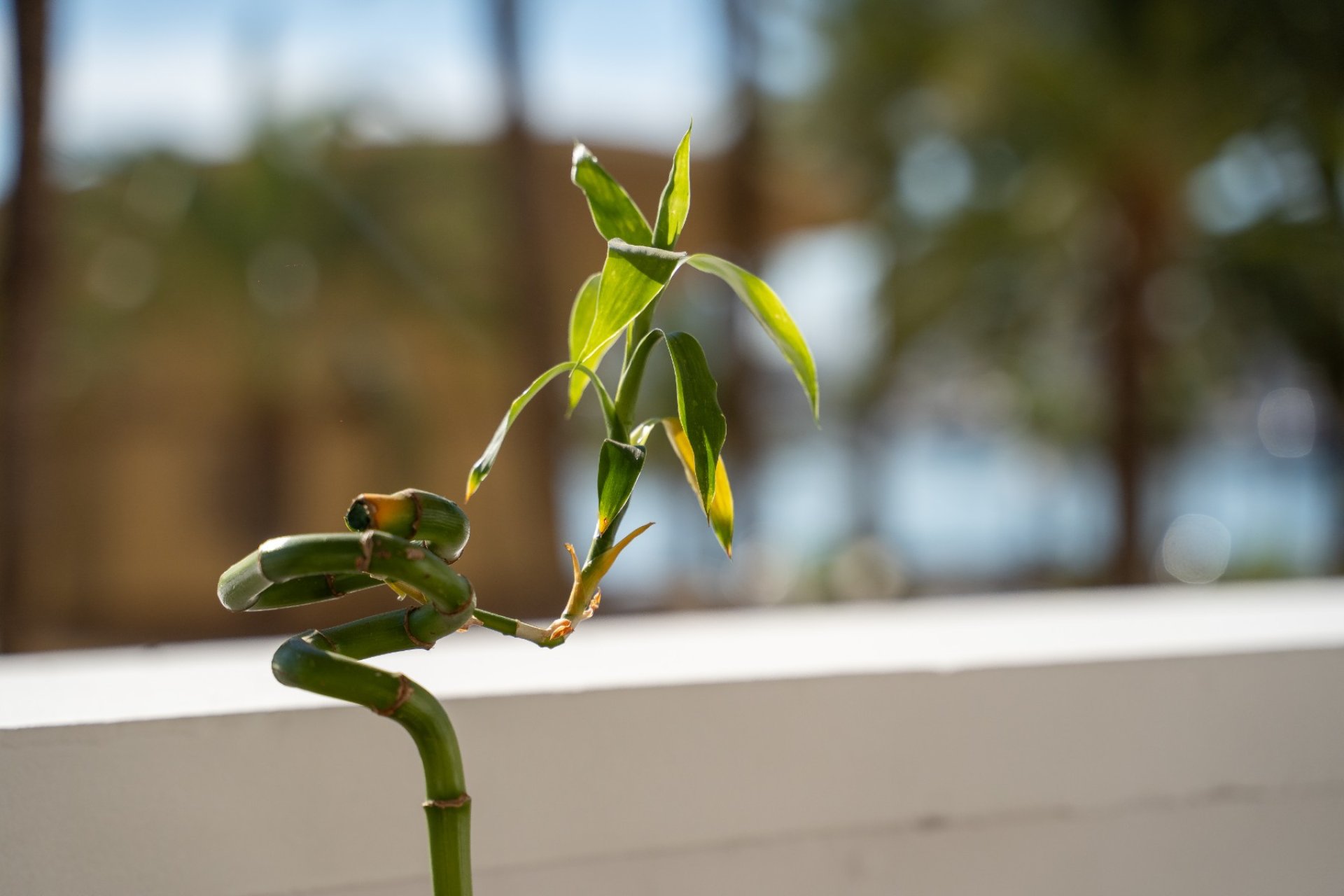 Használt Ingatlanok - Apartman -
Alicante - Costa Blanca