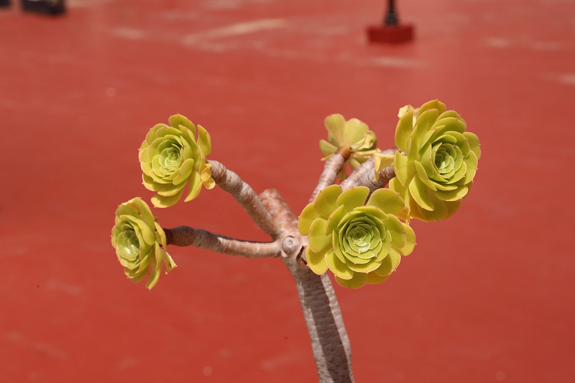 Használt Ingatlanok - Kétszintes lakás -
Torrevieja - Costa Blanca