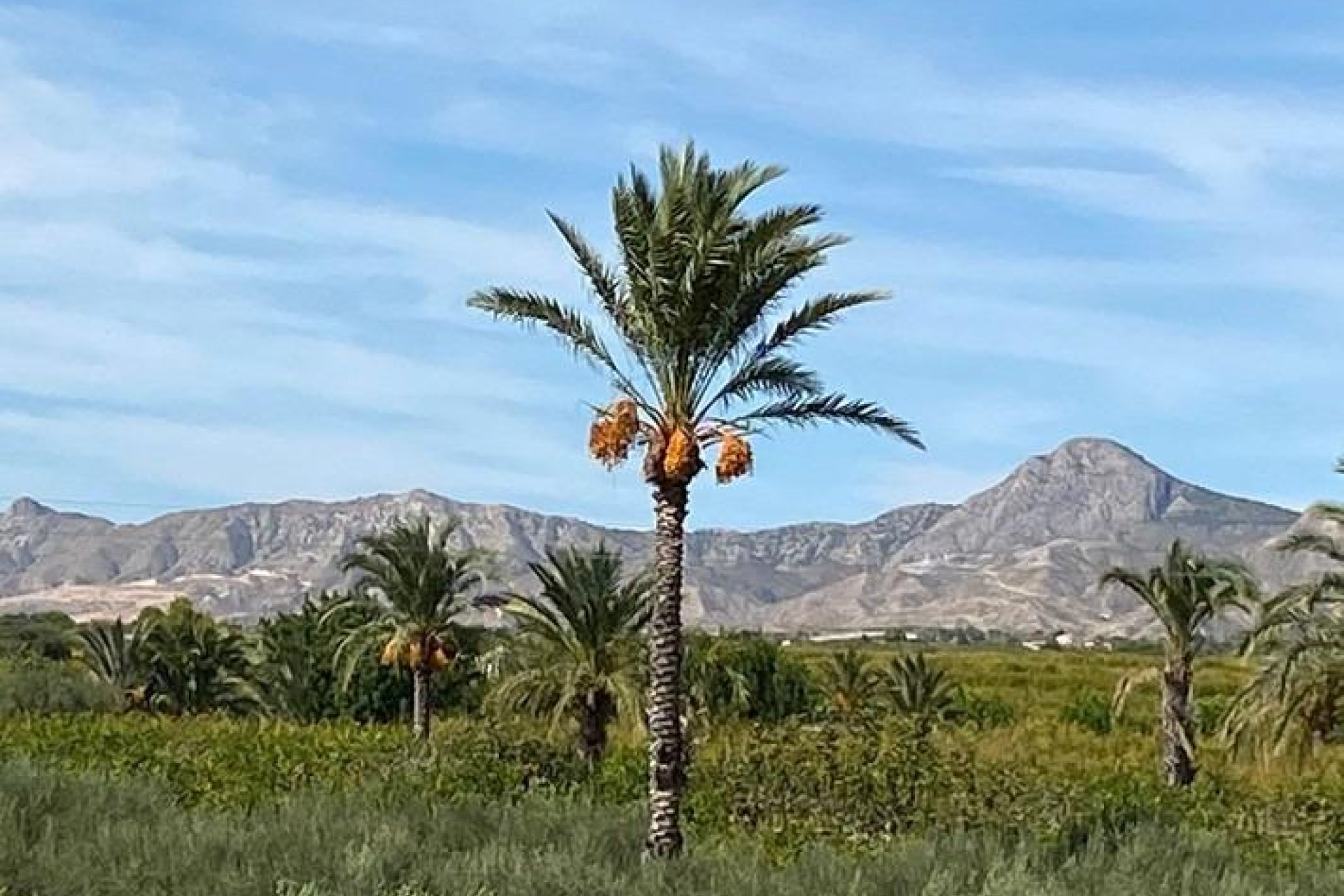 Használt Ingatlanok - Villa -
Albatera - Campo De Albatera
