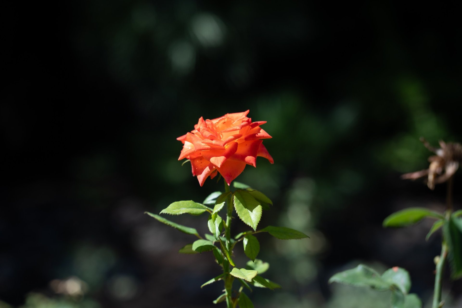 Használt Ingatlanok - Villa -
Alcoy - Inland