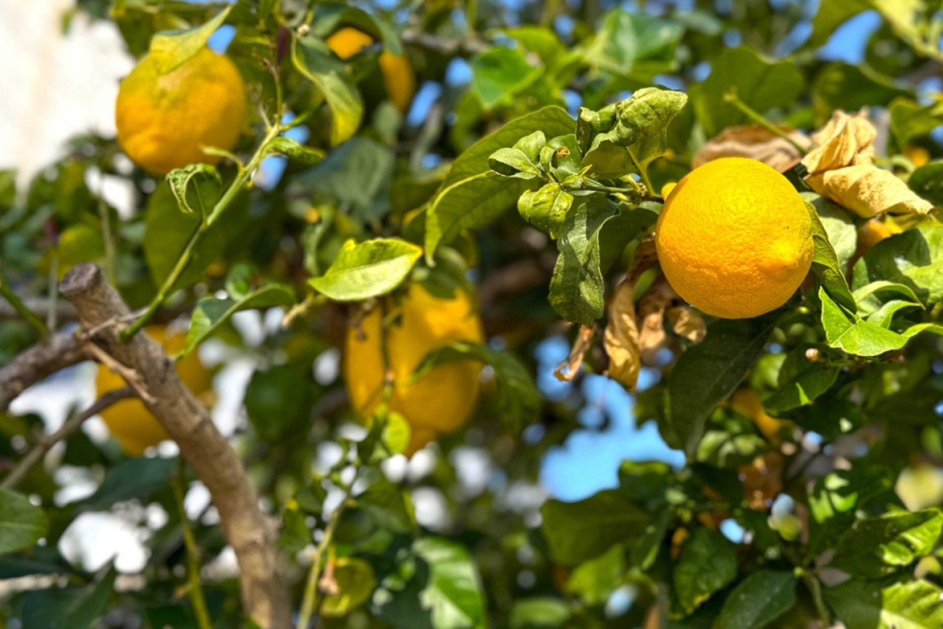 Használt Ingatlanok - Villa -
Orihuela Costa - Costa Blanca