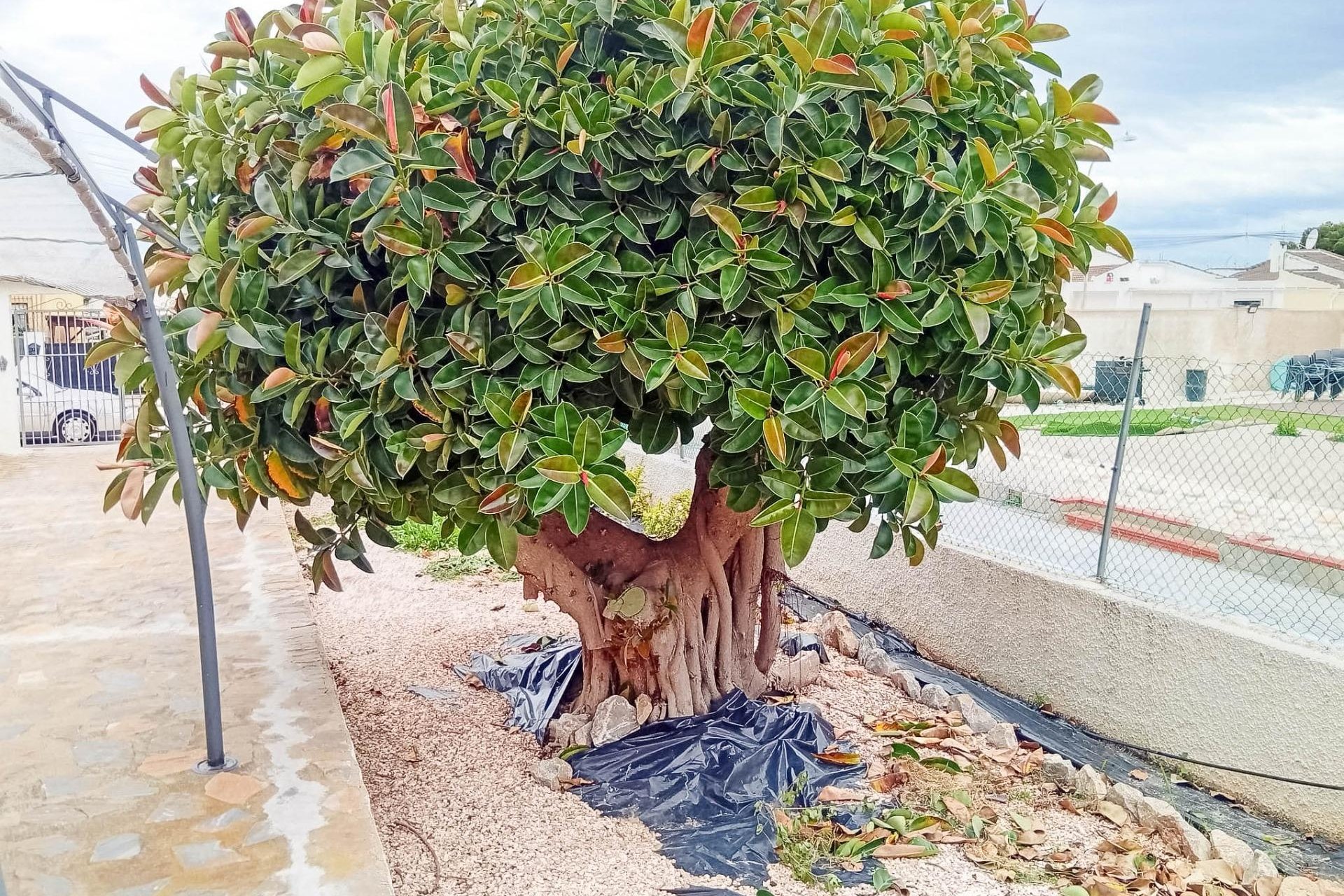 Használt Ingatlanok - Villa -
Torrevieja - La Siesta