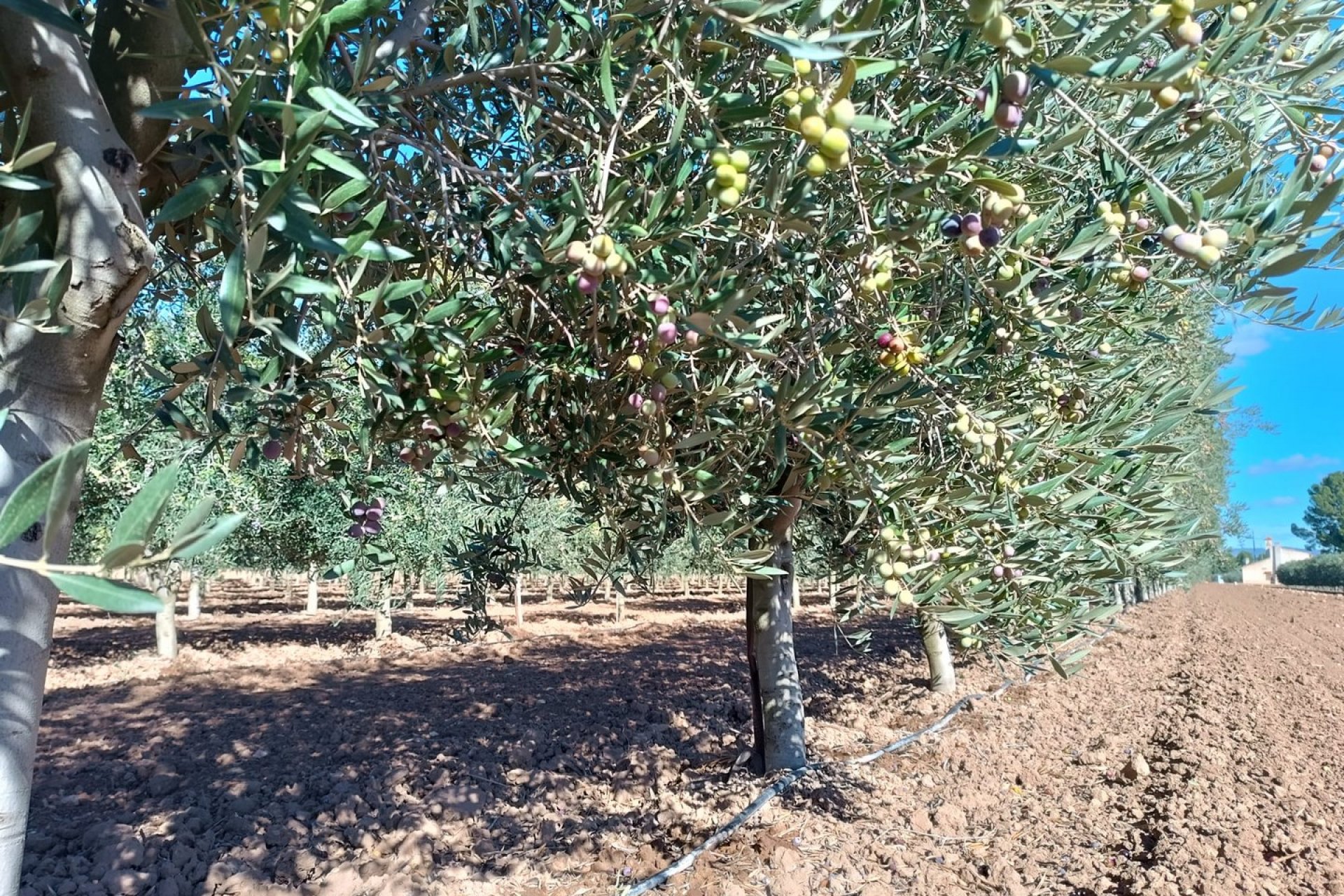 Használt Ingatlanok - Villa -
Yecla - Inland