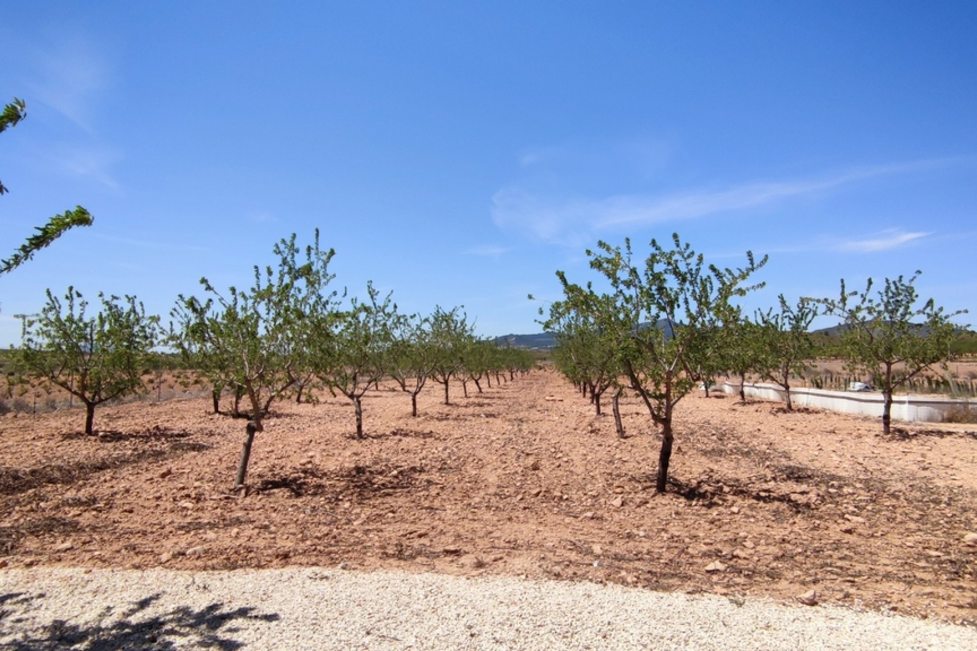 Resale - Villa -
Pinoso - Inland