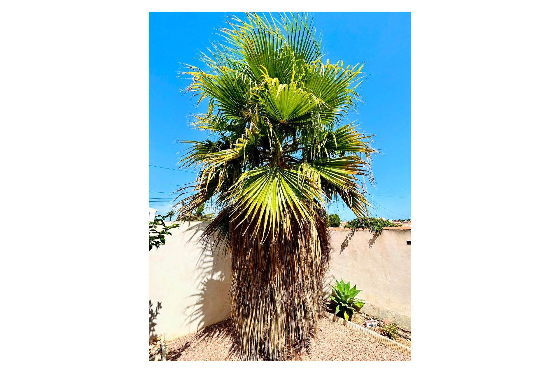 Resale - Villa -
Torrevieja - Costa Blanca