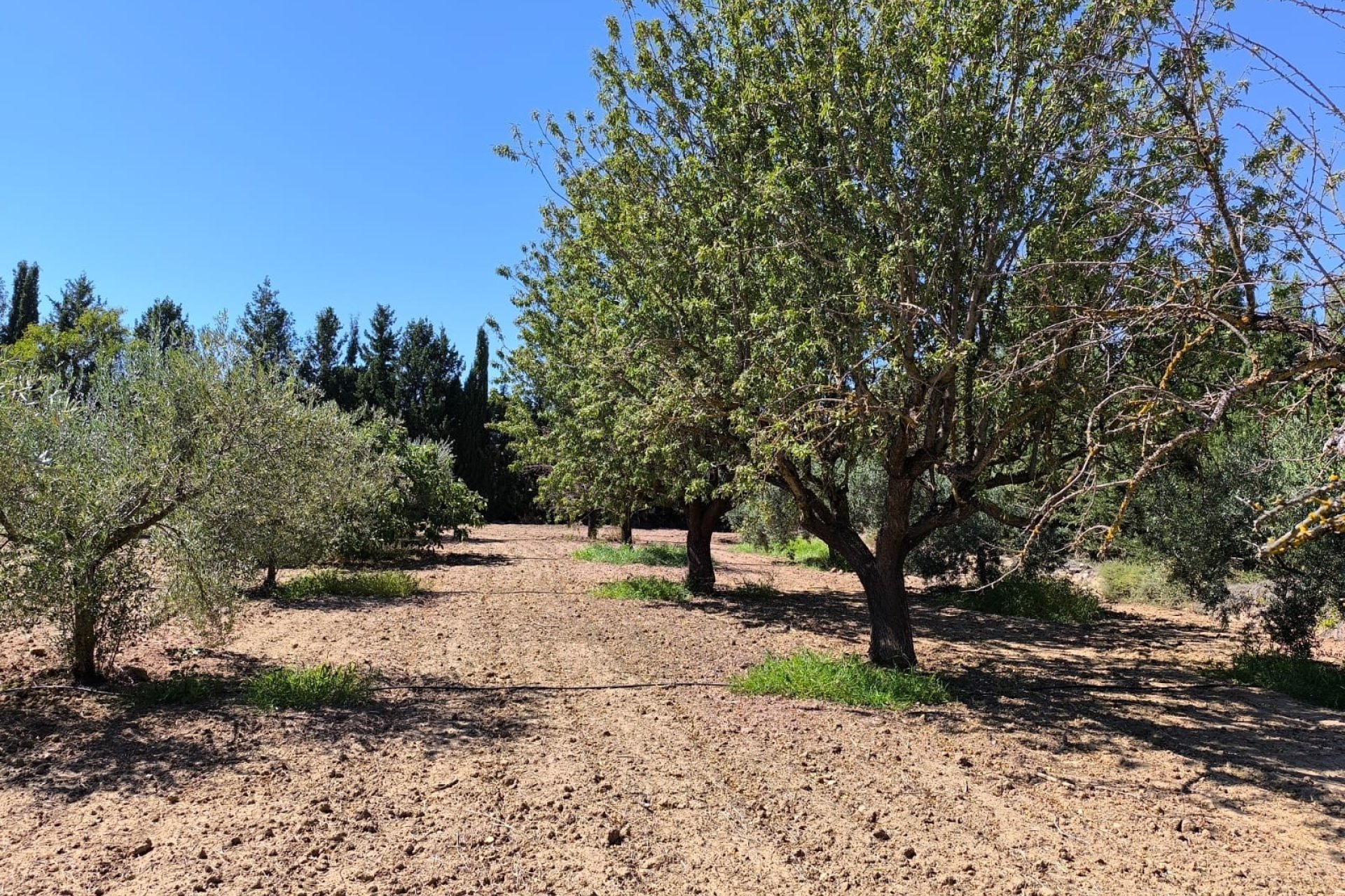 Resale - Villa -
Yecla - Inland