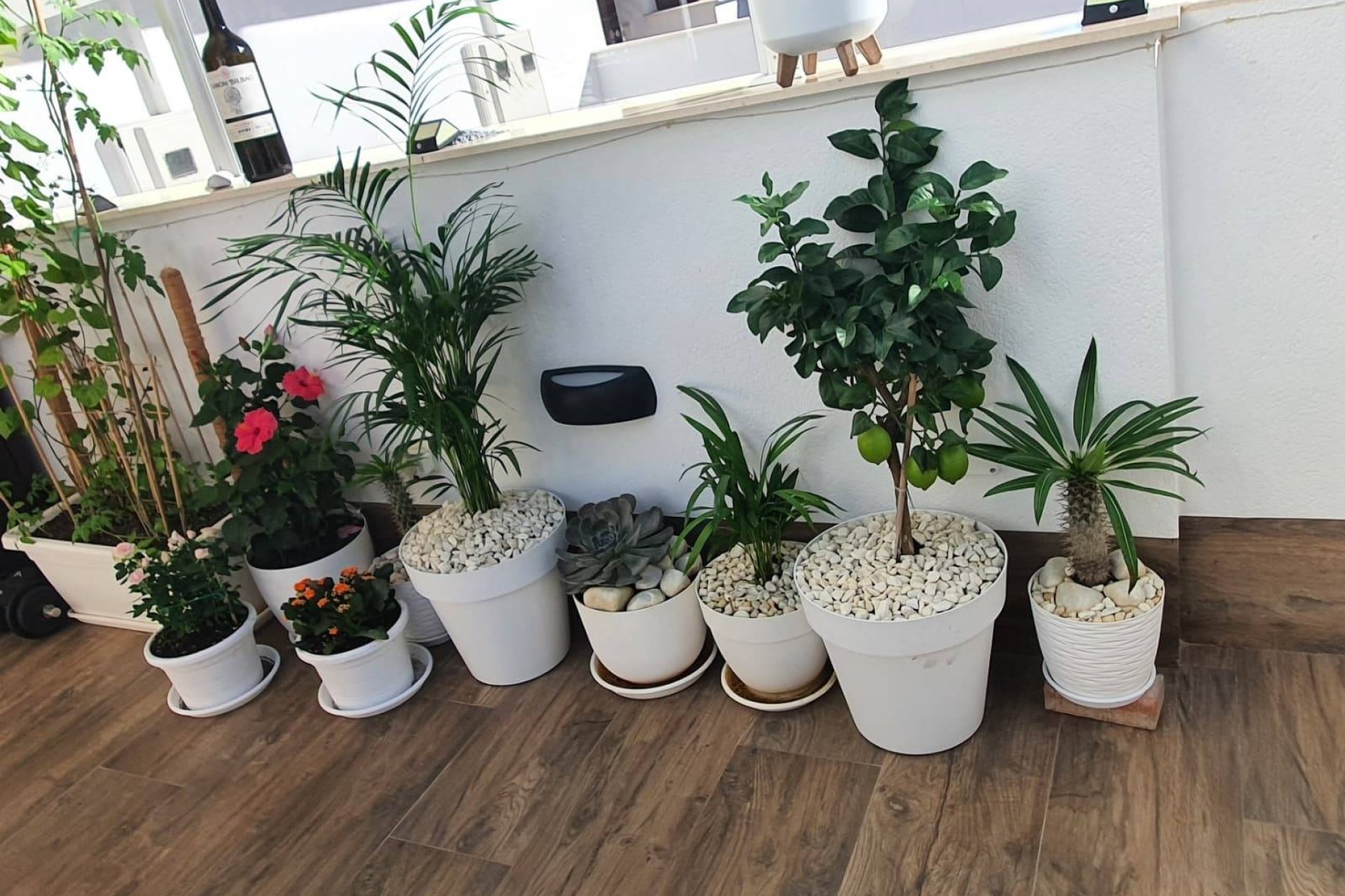 Revente - Semi Detached -
San Pedro del Pinatar - Centro