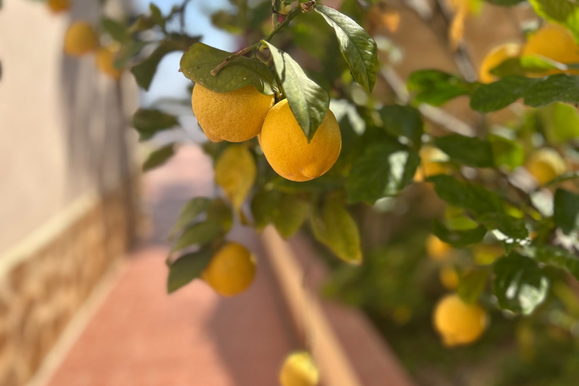 Revente - Villa -
Algorfa - Inland