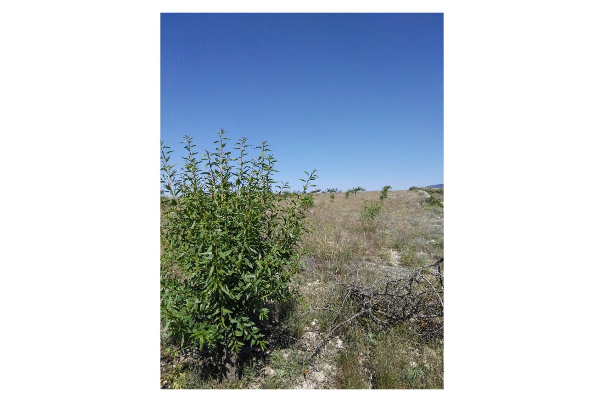Revente - Villa -
Monóvar/Monóver - Inland