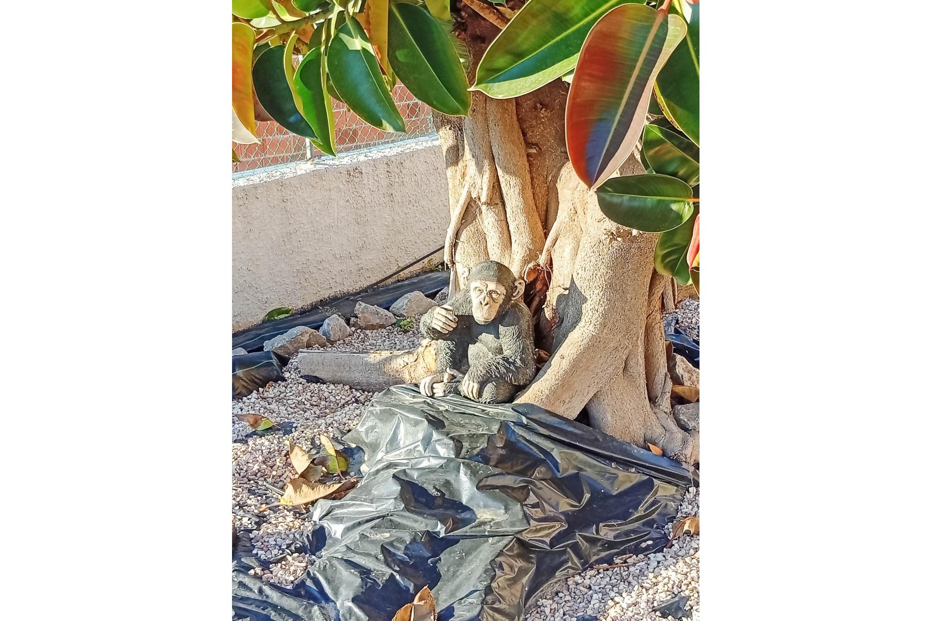 Revente - Villa -
Torrevieja - La Siesta