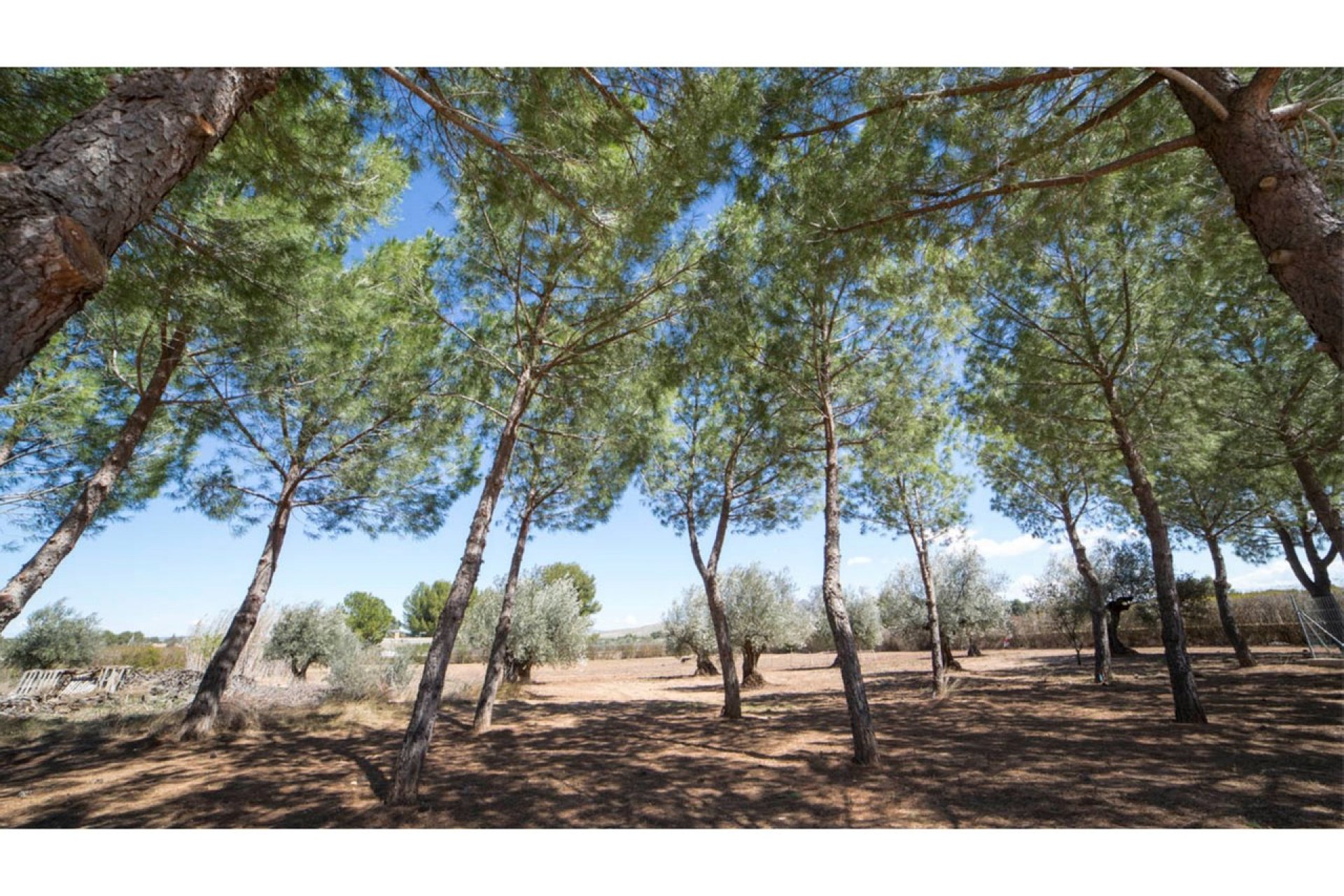 Revente - Villa -
Yecla - Inland