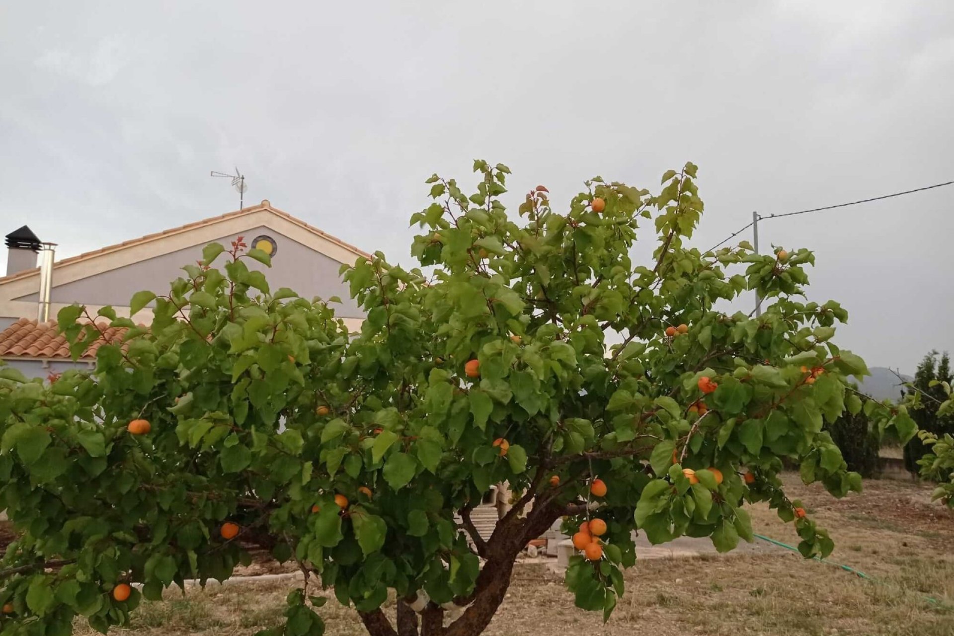 Revente - Villa -
Yecla - Inland