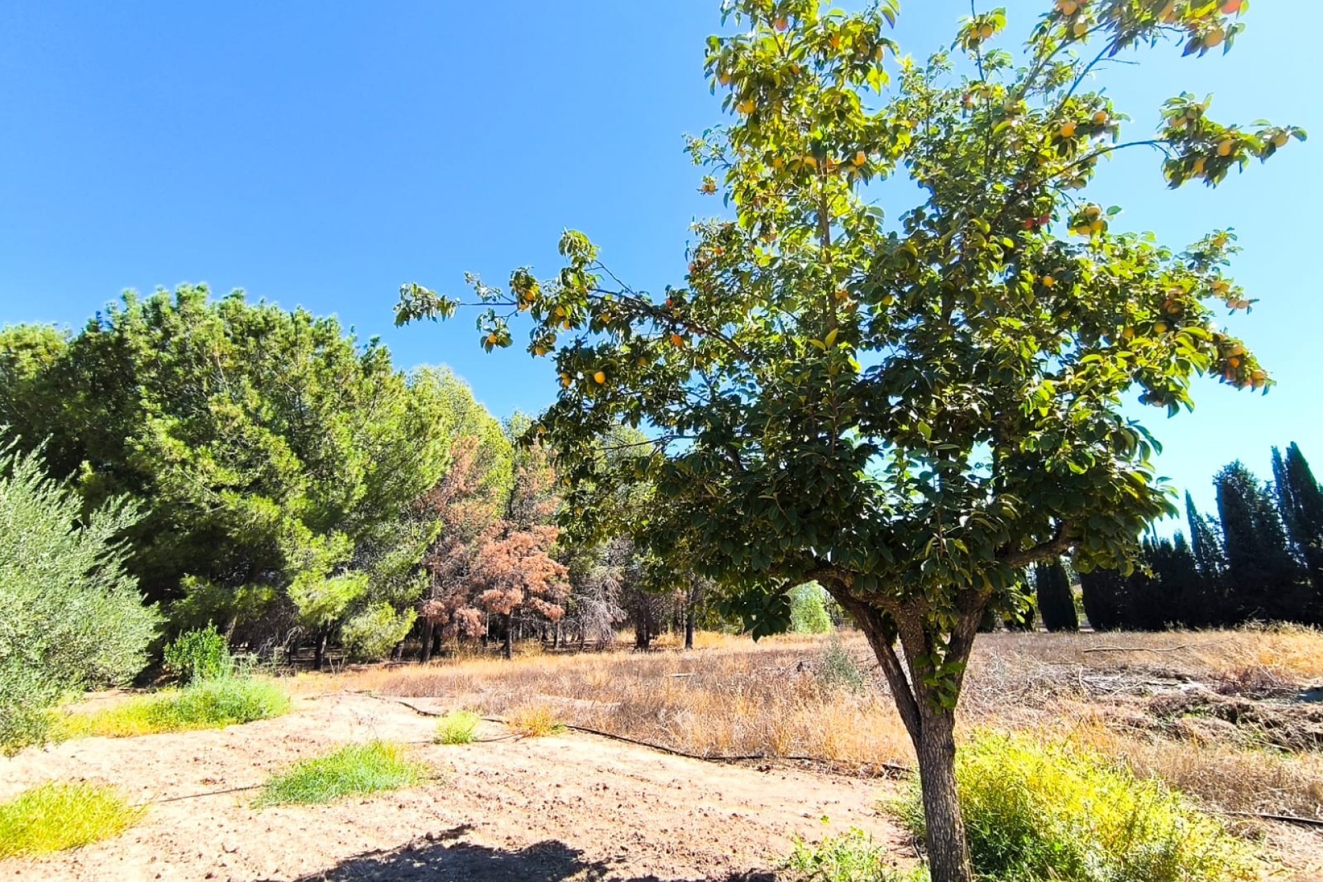 Revente - Villa -
Yecla - Inland