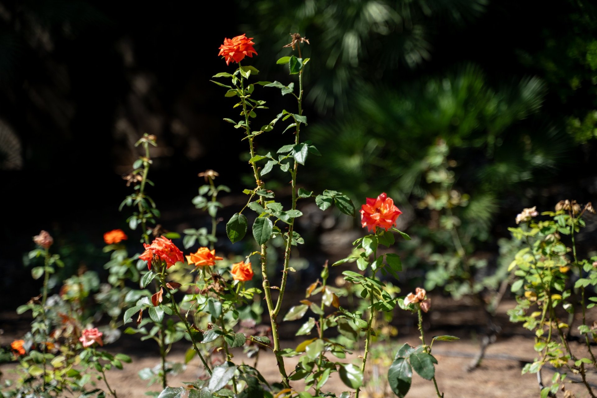 Revânzare - Vilă -
Alcoy - Inland