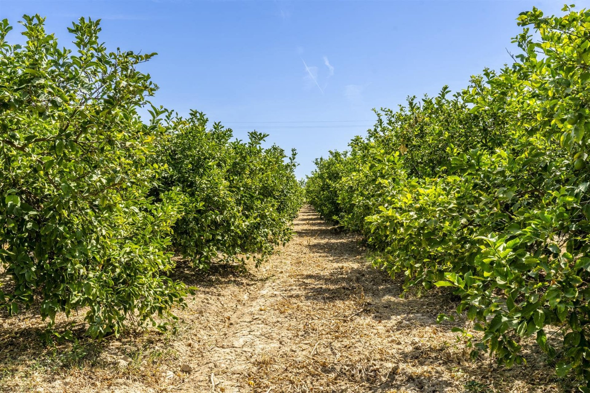 Revânzare - Vilă -
Beniel - Inland