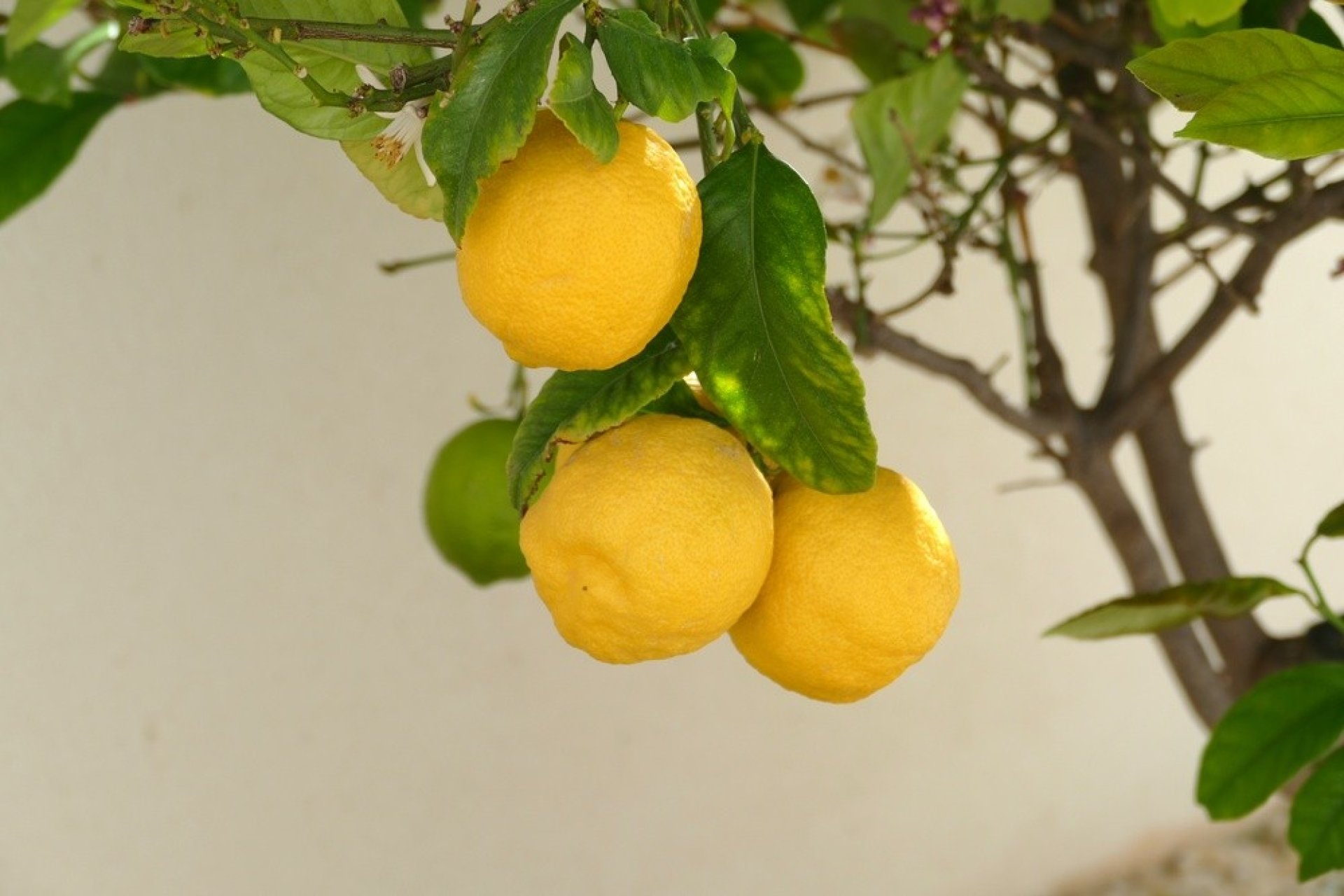 Revânzare - Vilă -
Benijofar - Costa Blanca