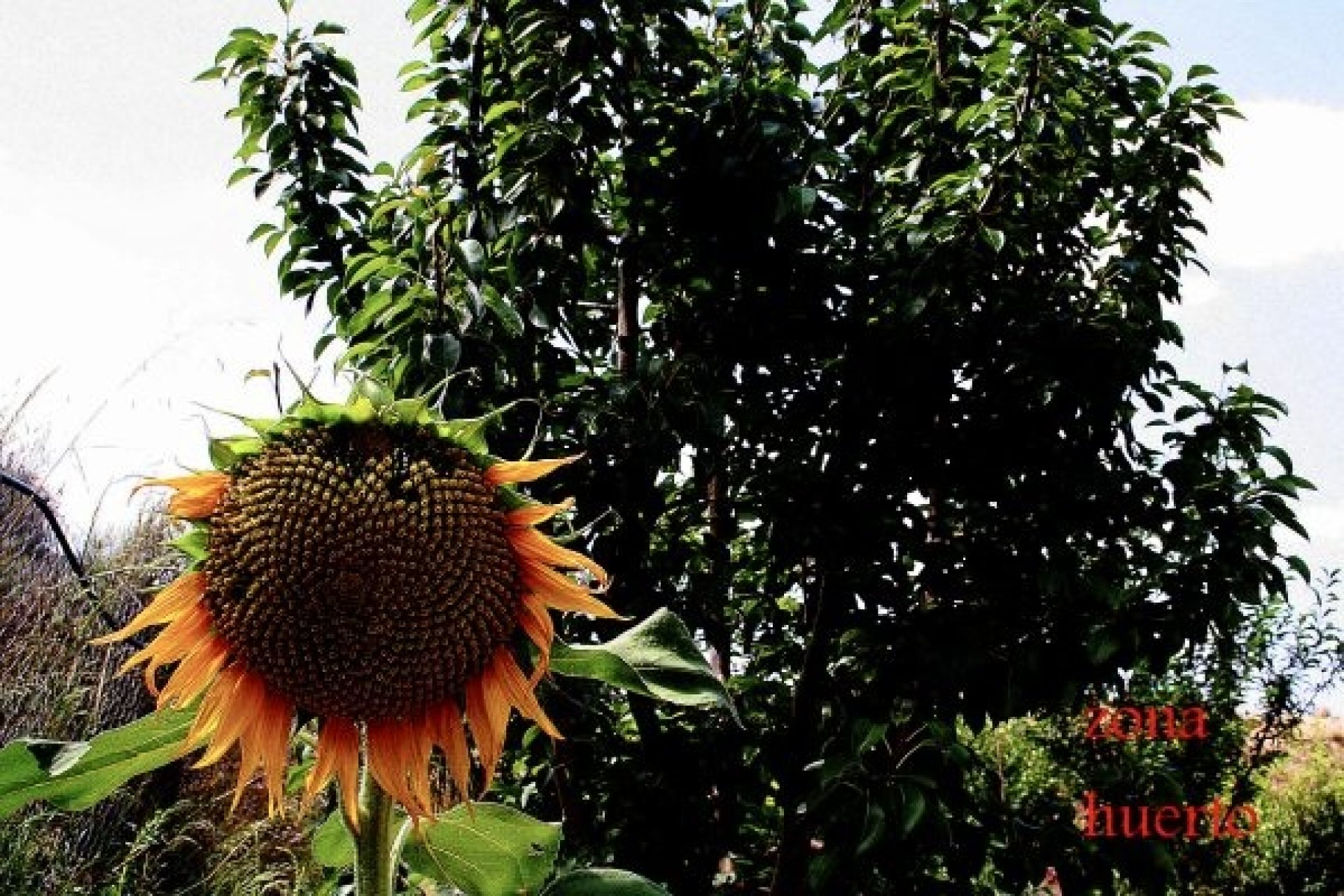 Revânzare - Vilă -
Murcia - Inland