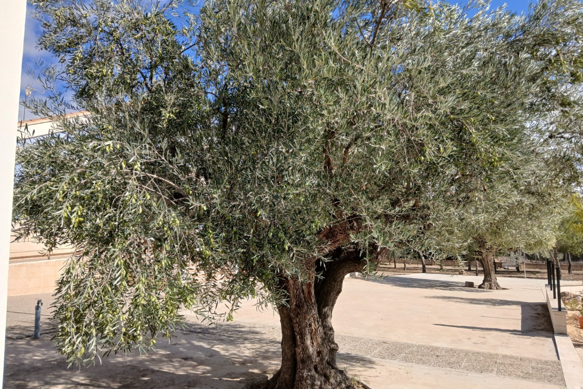 Revânzare - Vilă -
Yecla - Inland