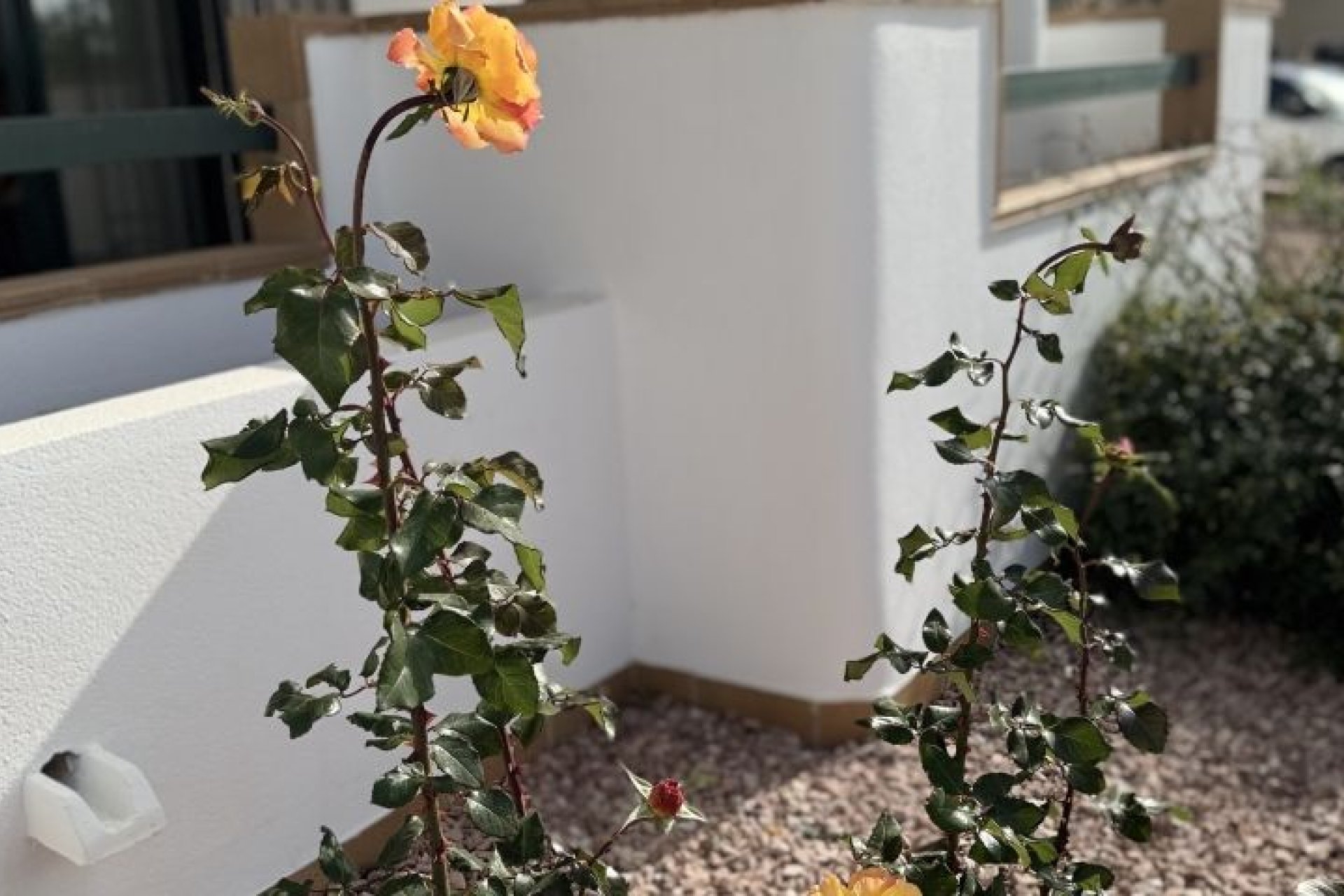 Segunda mano - Apartamento -
Orihuela Costa - Costa Blanca