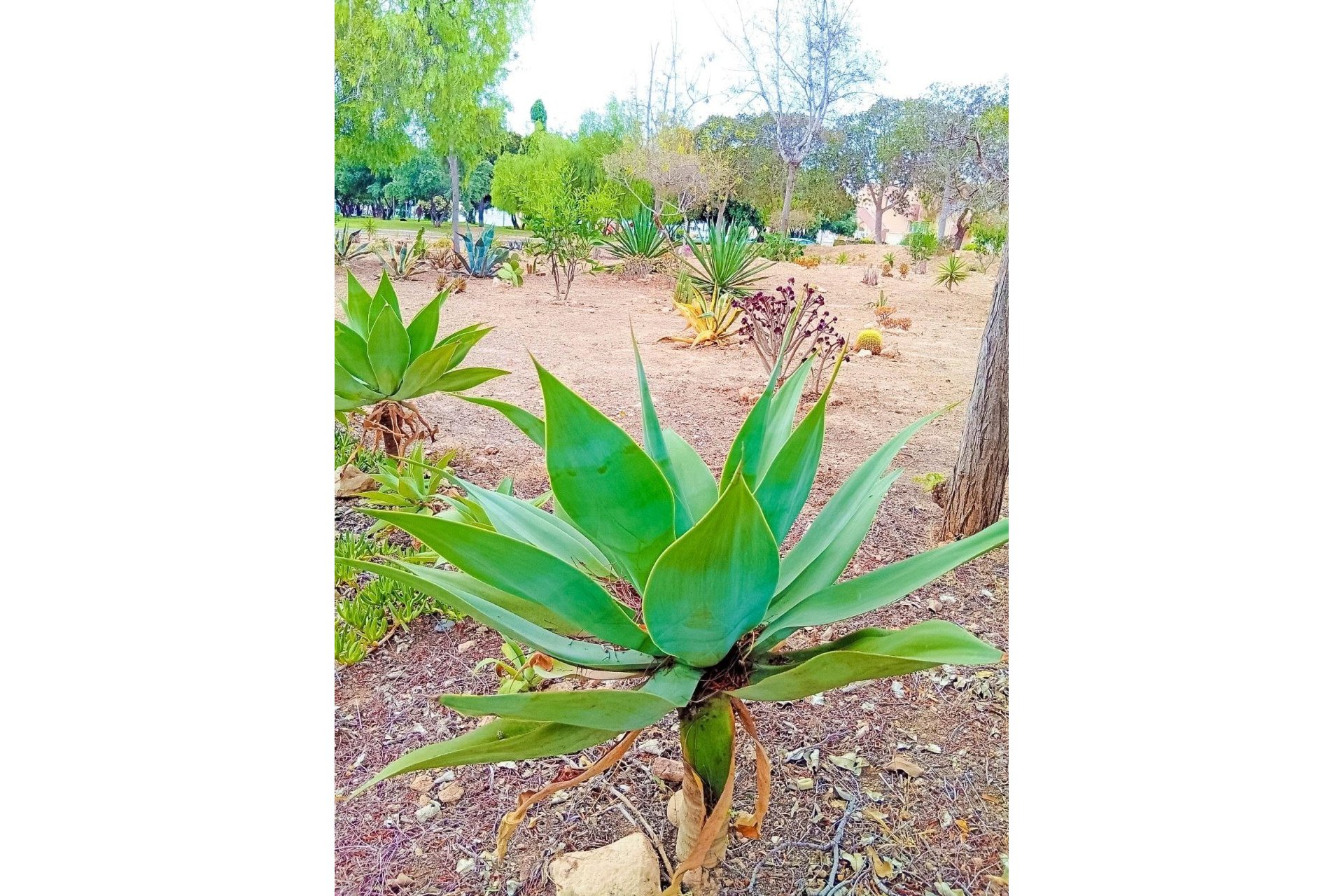 Segunda mano - Apartamento -
Orihuela Costa - La Florida