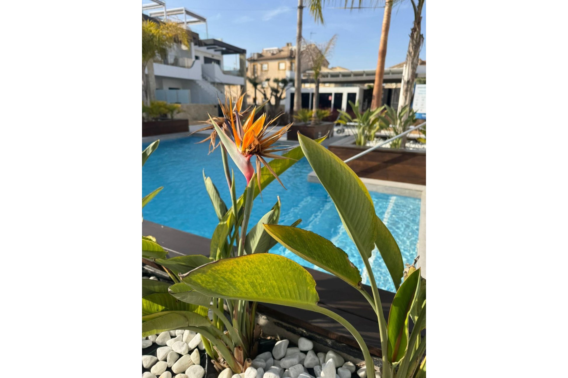 Segunda mano - Apartamento -
Orihuela Costa - Rocio Del Mar