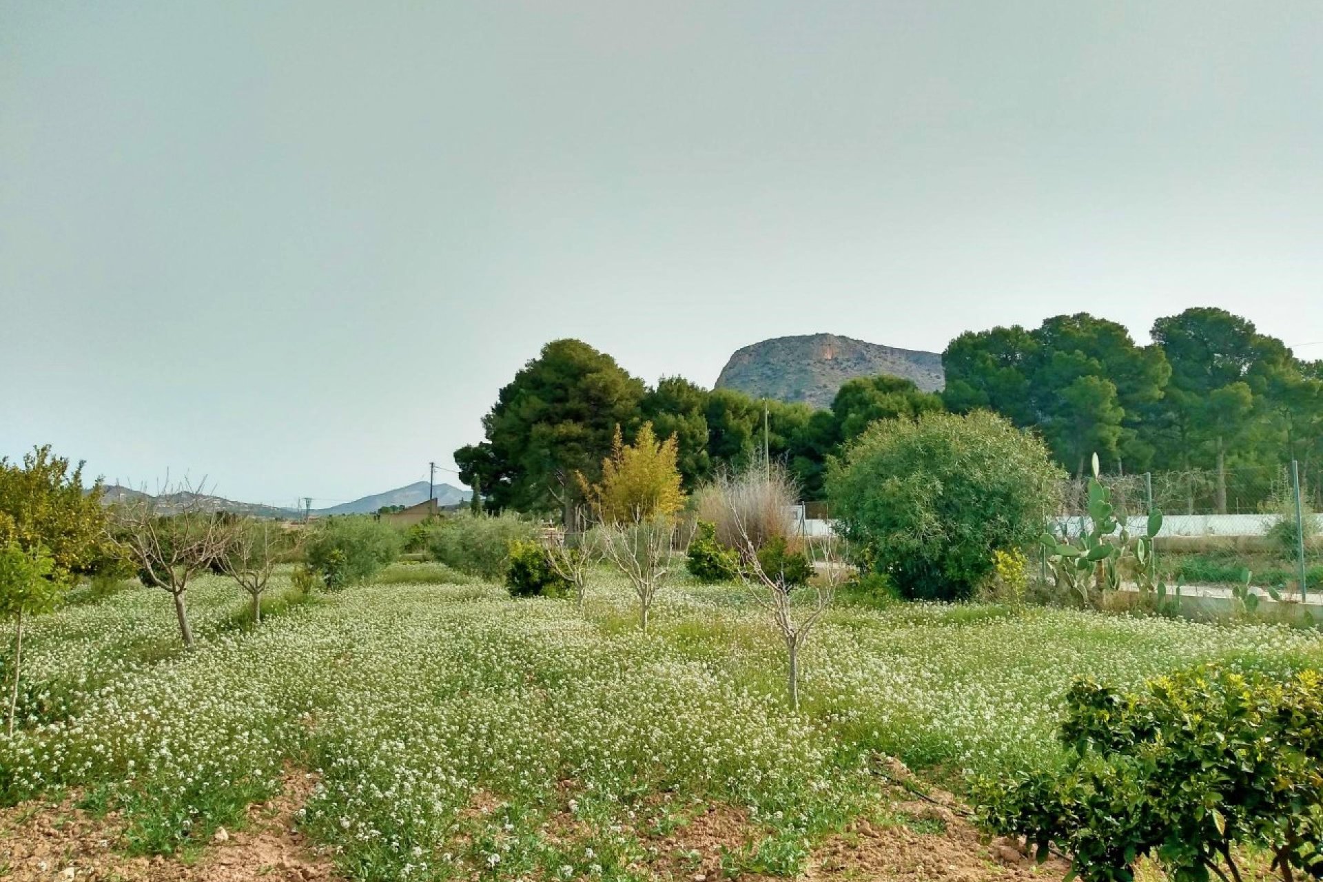 Segunda mano - Villa -
Aspe - Inland