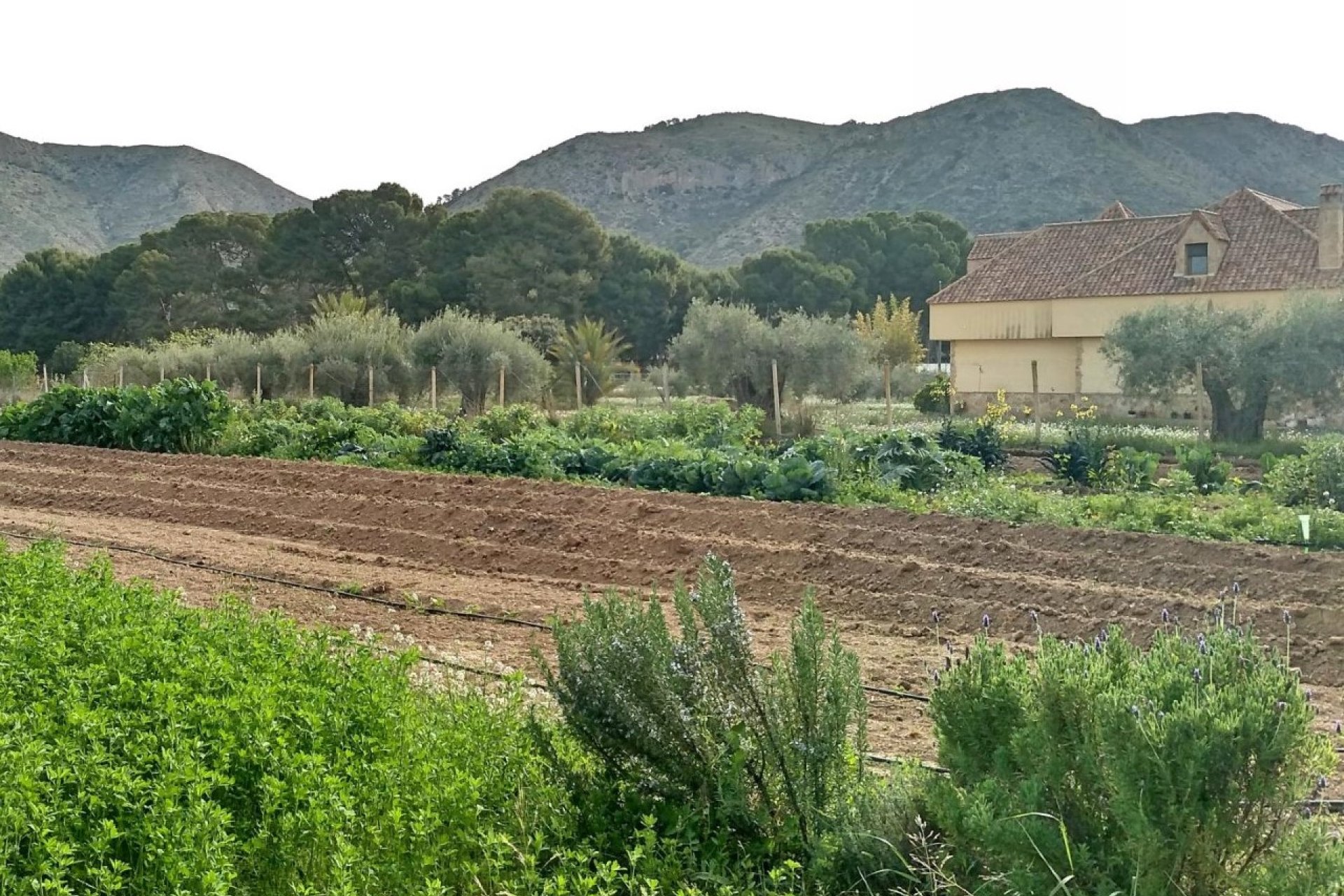 Segunda mano - Villa -
Aspe - Inland