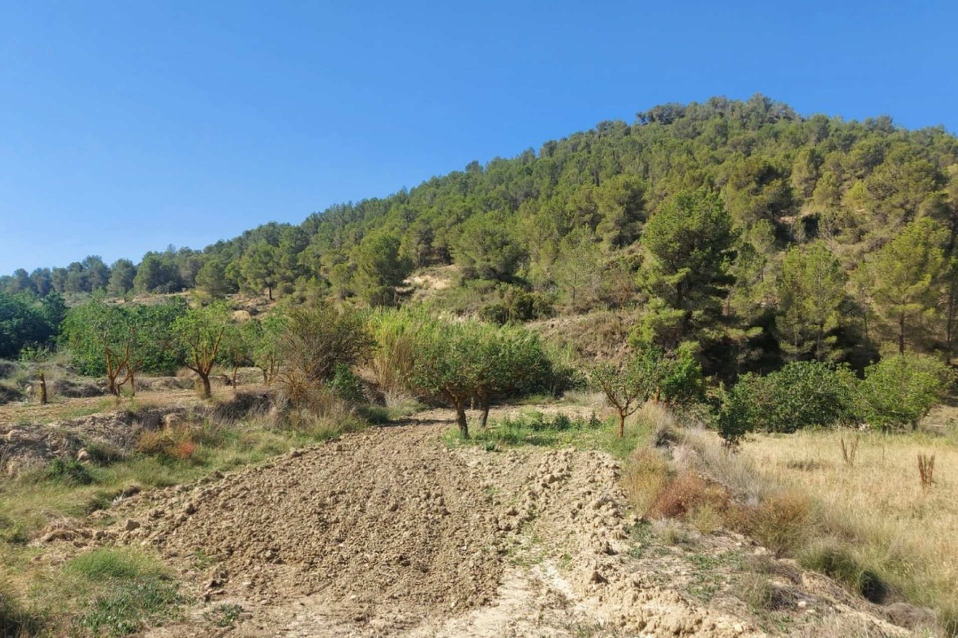 Segunda mano - Villa -
Jumilla - Inland