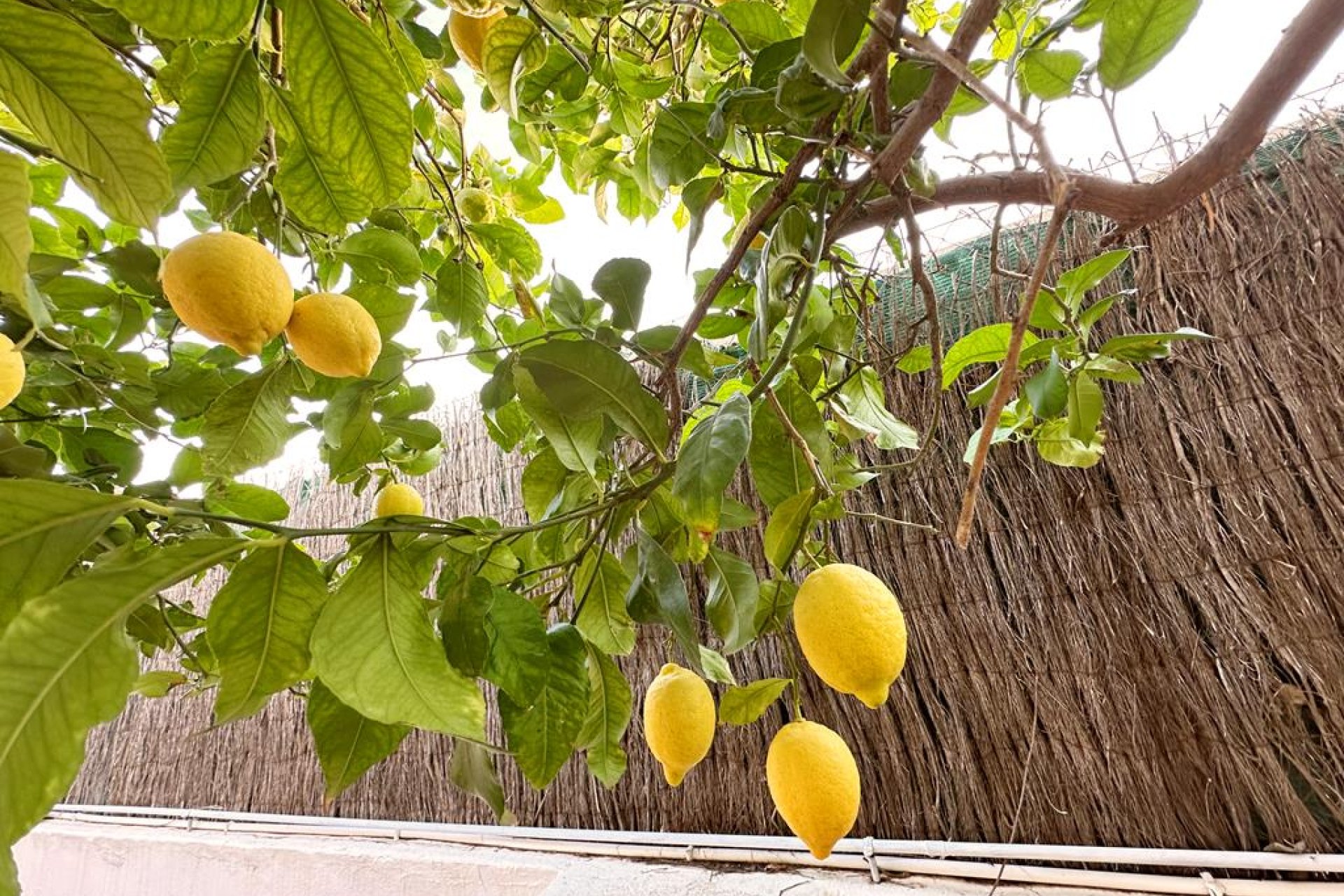 Segunda mano - Villa -
Lo Santiago - Inland