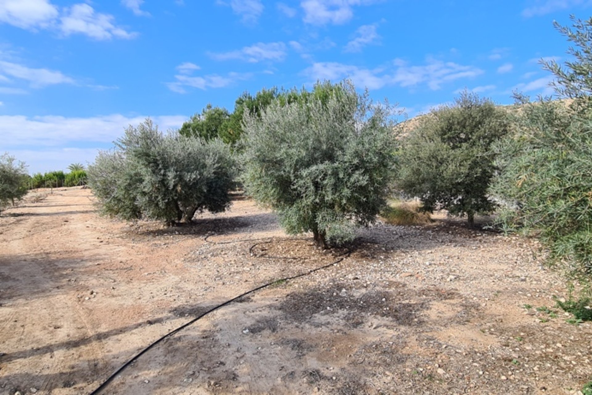 Segunda mano - Villa -
Orihuela - Inland