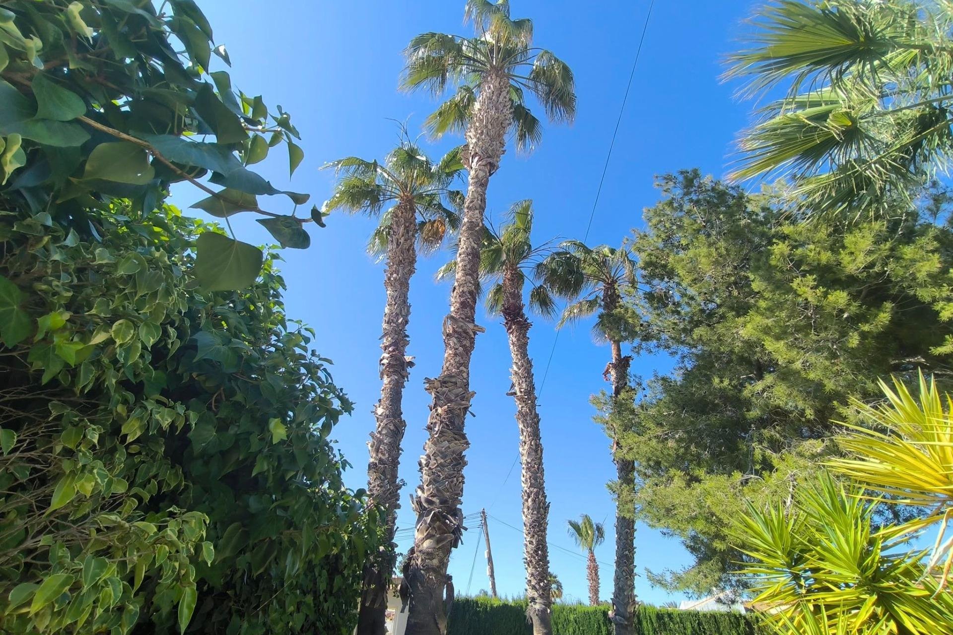 Segunda mano - Villa -
Torrevieja - La Siesta