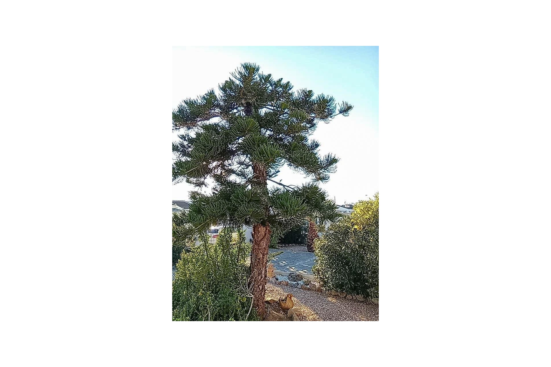 Segunda mano - Villa -
Torrevieja - La Siesta