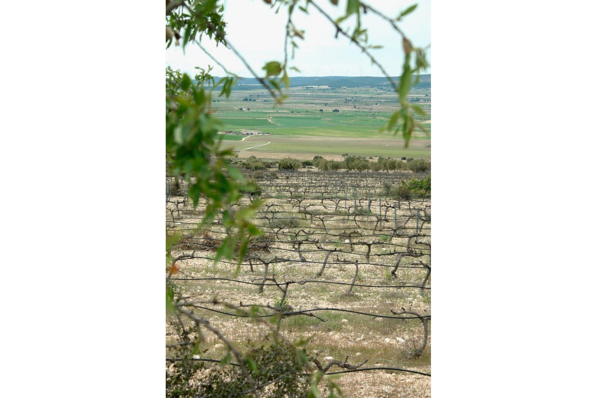 Új építésű - Villa -
Yecla