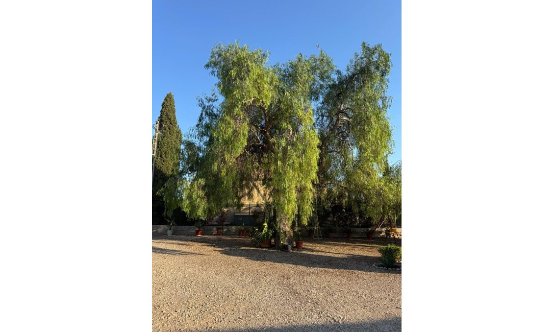 Wiederverkauf - Villa -
Albatera - Partida Lomas