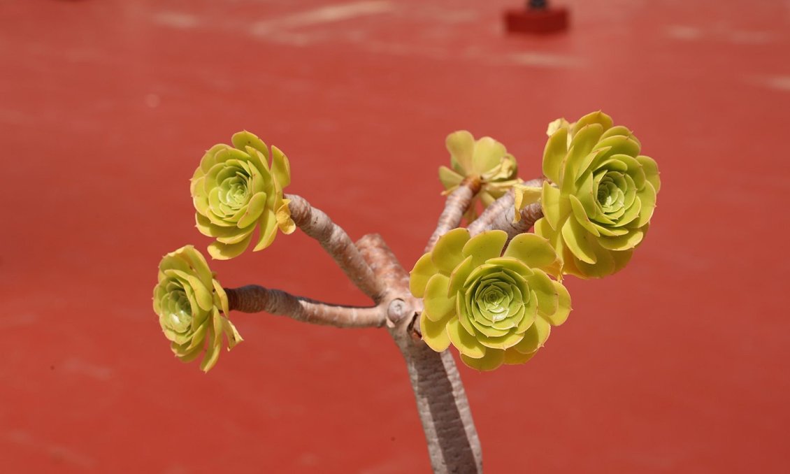Használt Ingatlanok - Kétszintes lakás -
Torrevieja - Costa Blanca