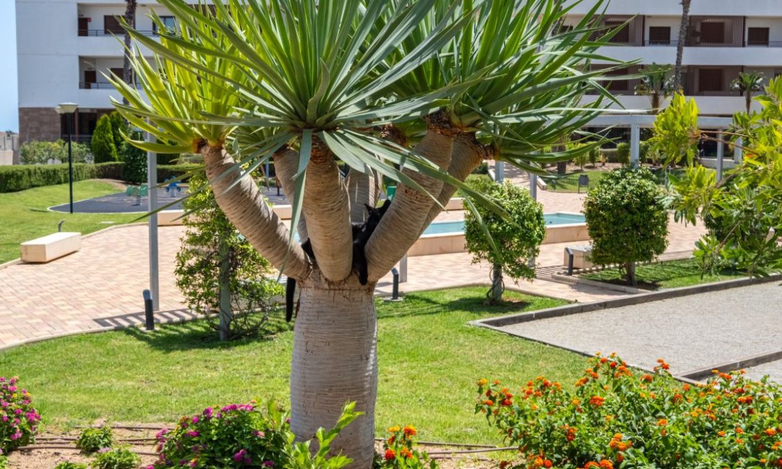 Használt Ingatlanok - Apartman -
Orihuela Costa - Costa Blanca
