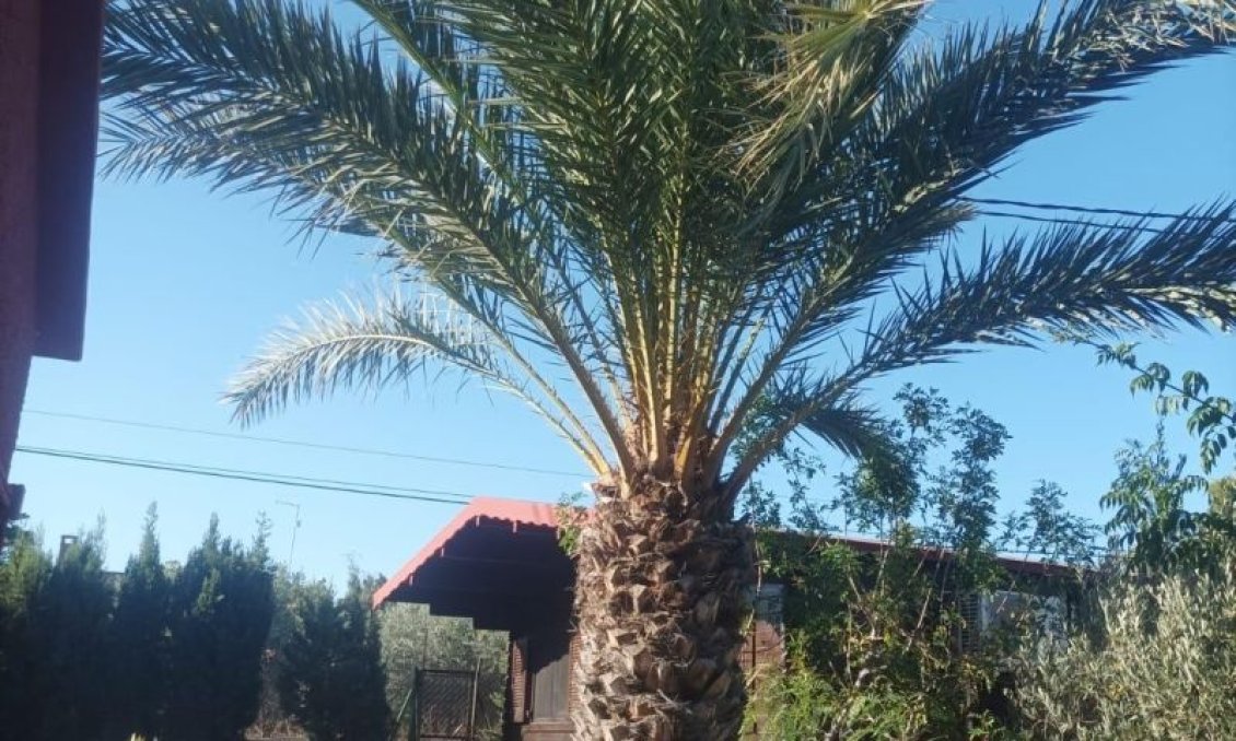 Wiederverkauf - Villa -
Elche - Costa Blanca
