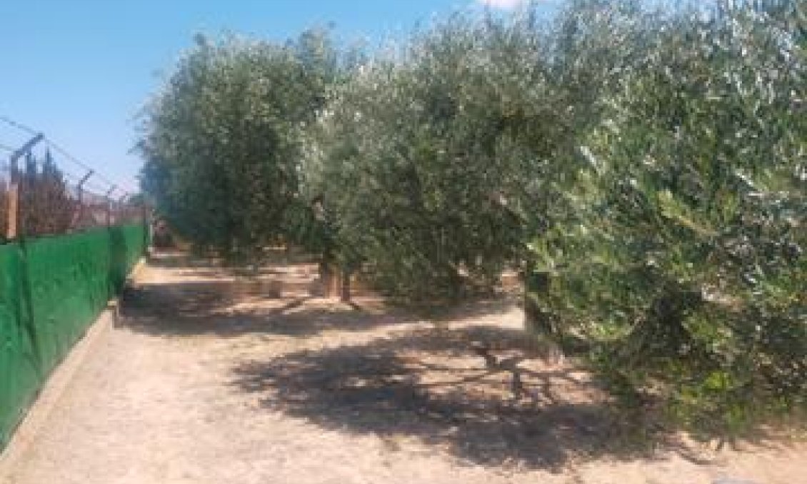 Segunda mano - Villa -
Elche - Costa Blanca