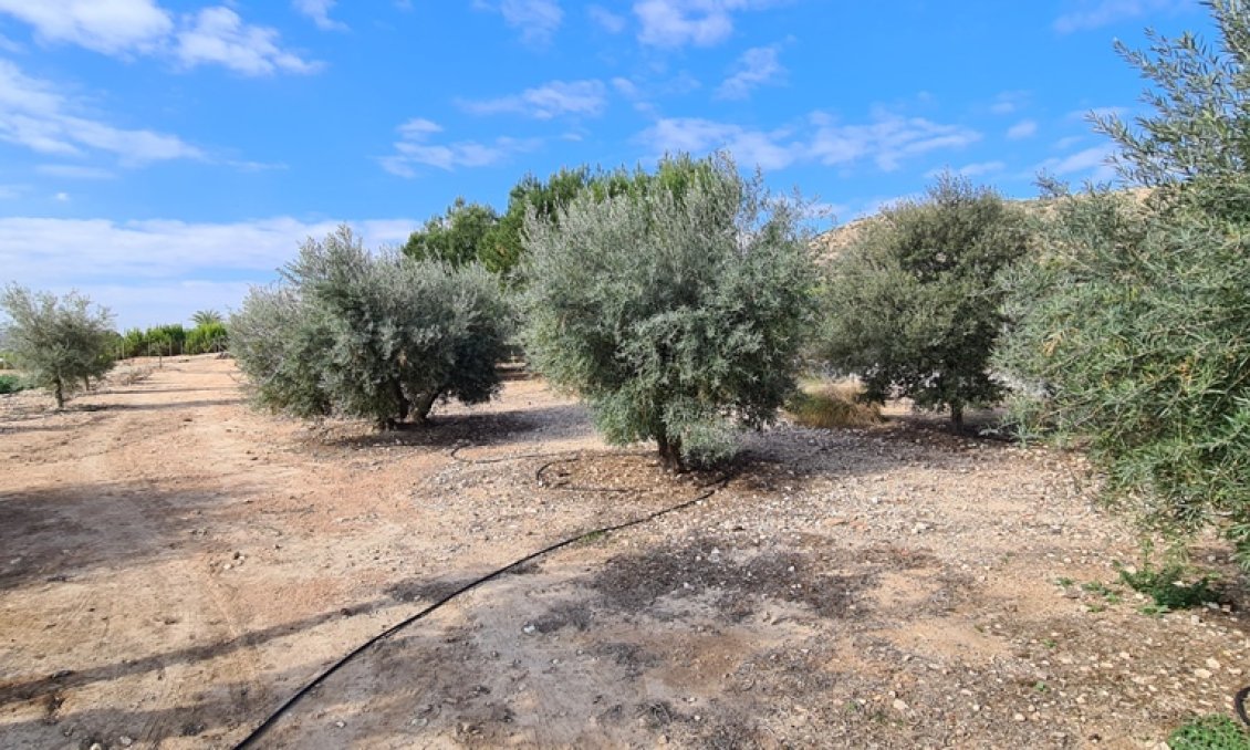 Használt Ingatlanok - Villa -
Orihuela - Inland