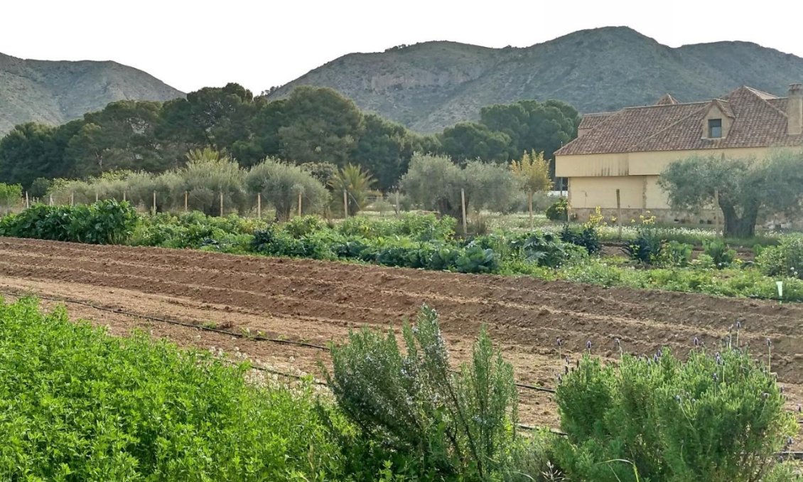 Segunda mano - Villa -
Aspe - Inland