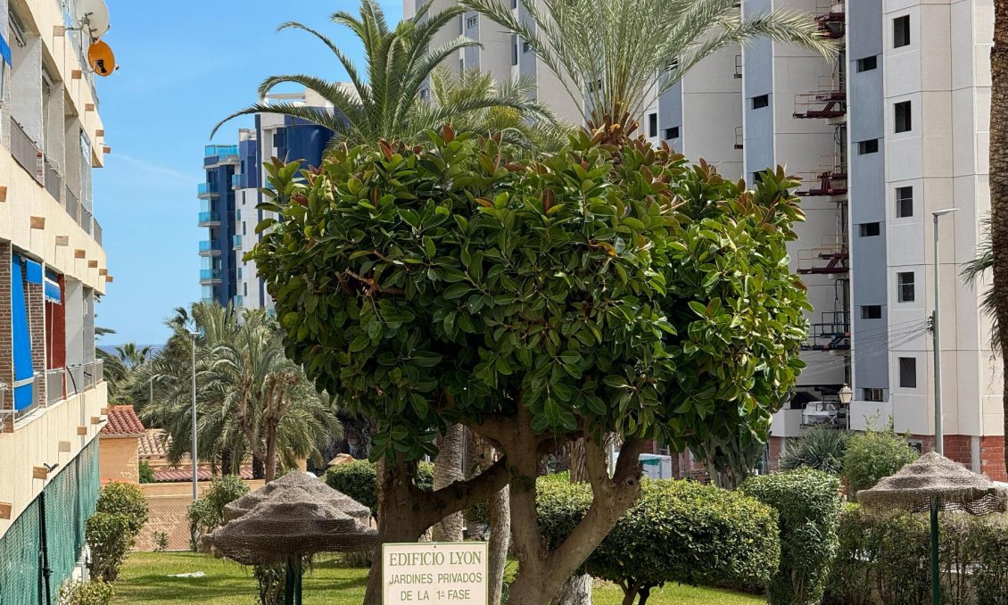 Használt Ingatlanok - Apartman -
Torrevieja - Costa Blanca