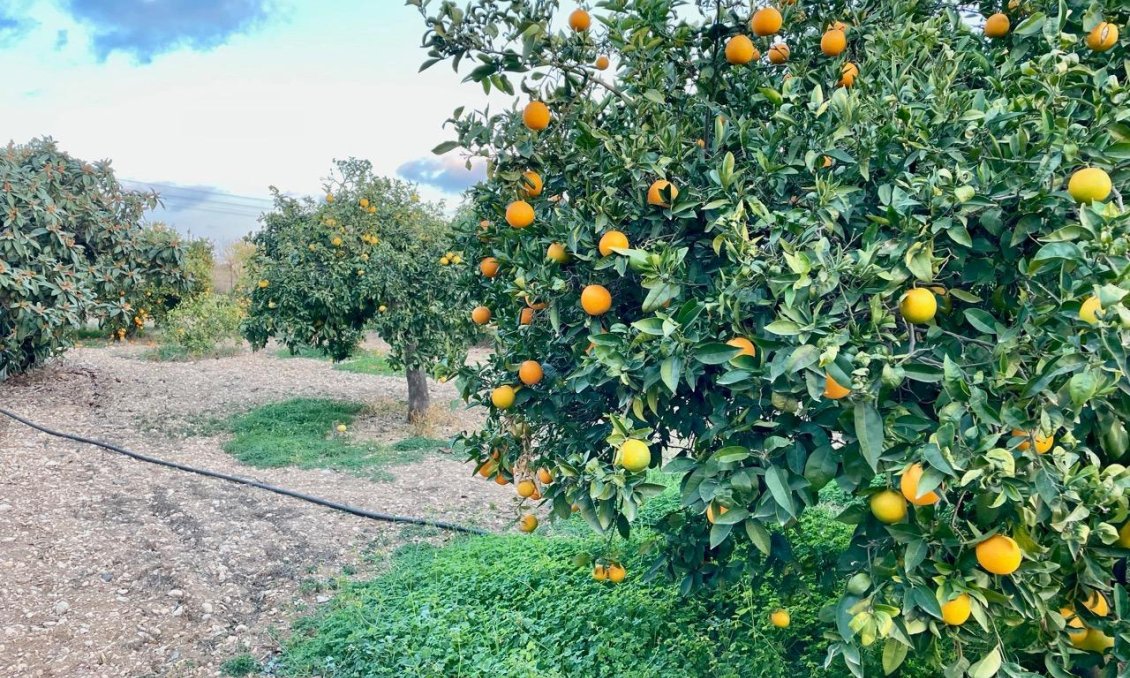 Resale - Villa -
Benidorm - Salto Del Agua