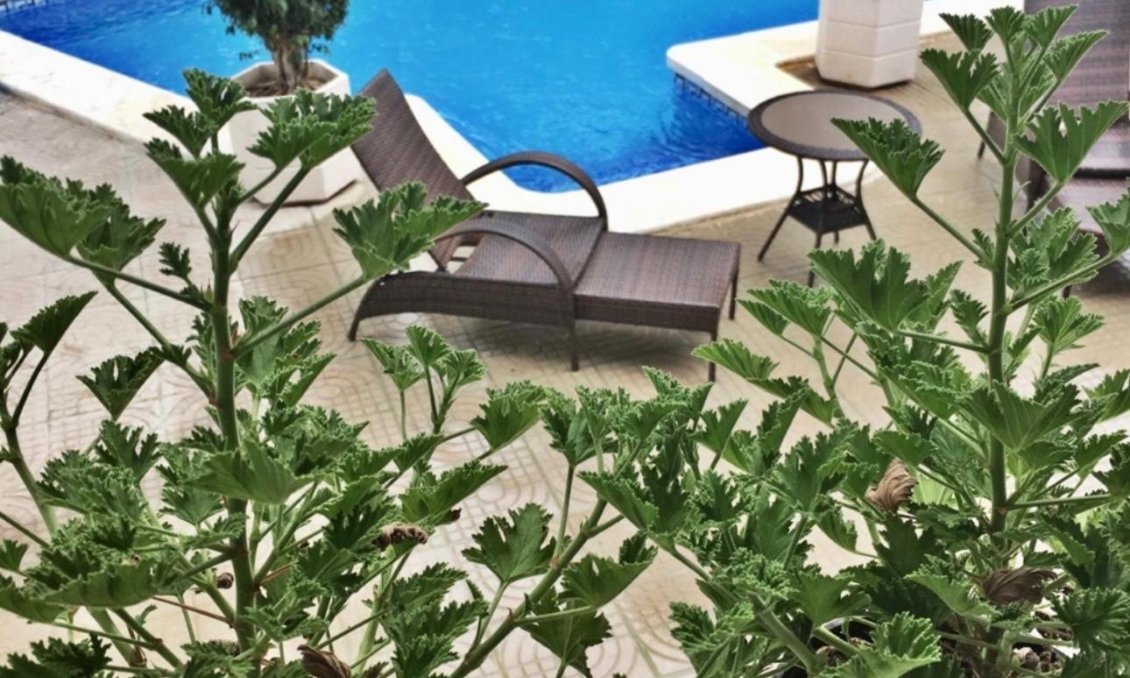 Resale - Villa -
Ciudad Quesada - Ciudad Quesada - Doña Pepa