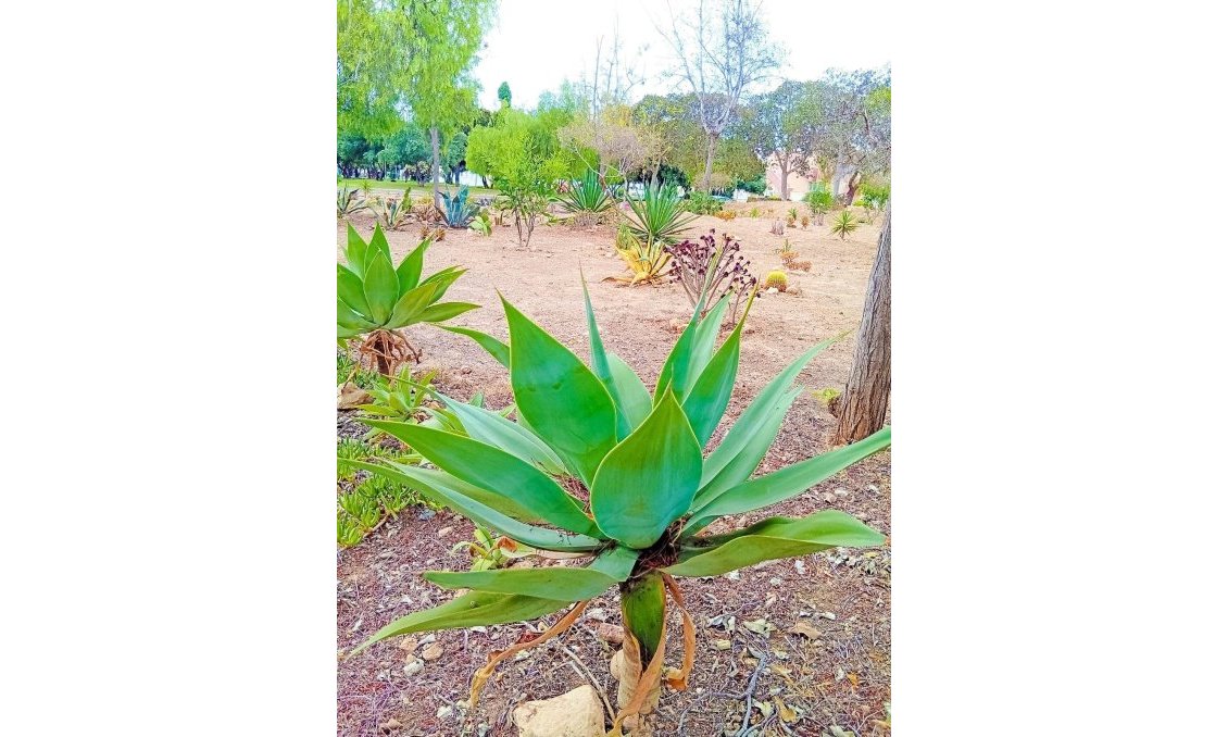 Wiederverkauf - Wohnung -
Orihuela Costa - La Florida