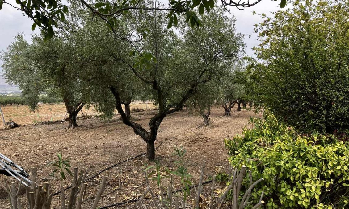 Wiederverkauf - Villa -
Biar - Costa Blanca