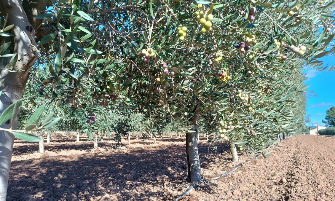 Használt Ingatlanok - Villa -
Yecla - Inland