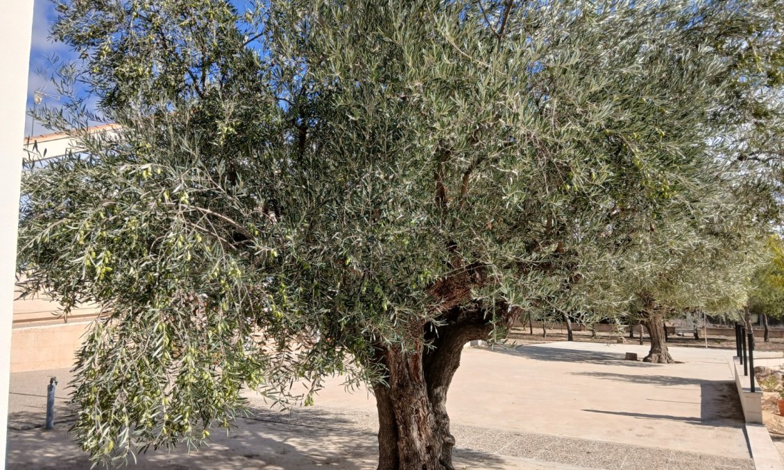 Segunda mano - Villa -
Yecla - Inland