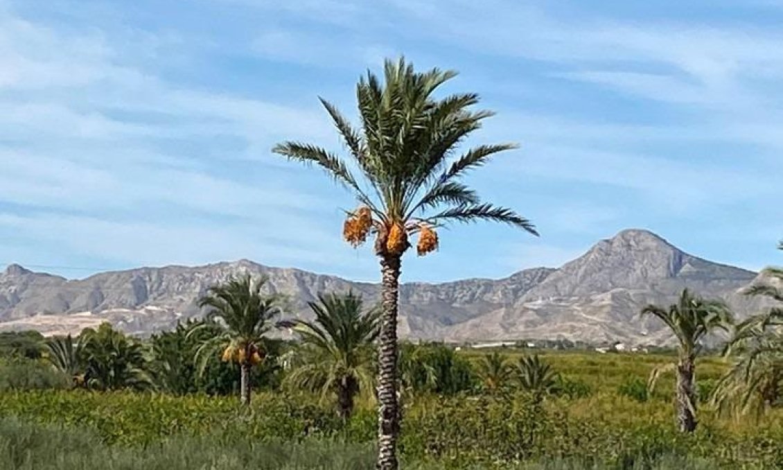 Használt Ingatlanok - Villa -
Albatera - Campo De Albatera