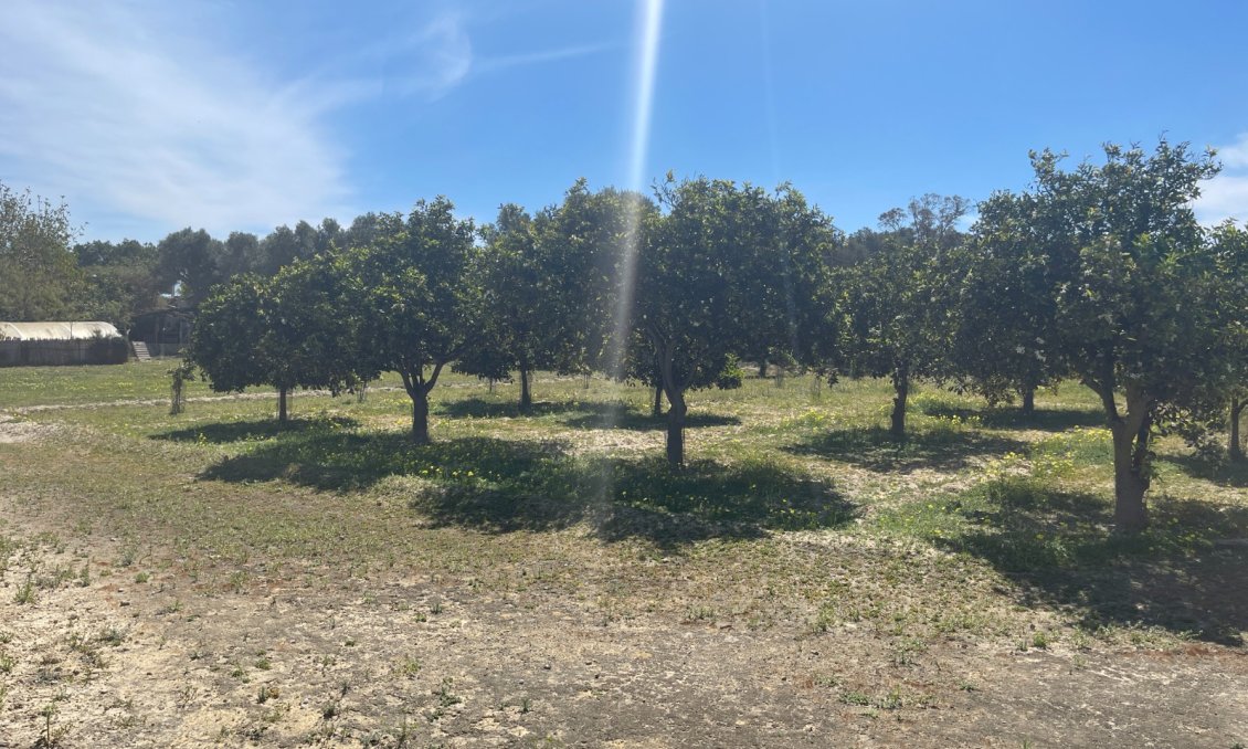 Használt Ingatlanok - Villa -
Guardamar del Segura - Costa Blanca