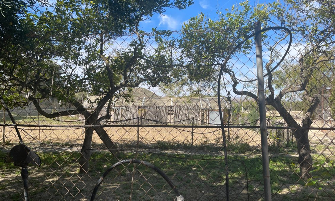 Használt Ingatlanok - Villa -
Guardamar del Segura - Costa Blanca